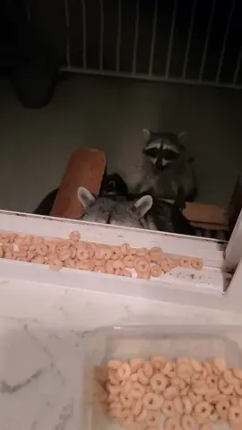 best part of my day 🦝 #raccoons #raccoonsoftiktok #drivethru 
