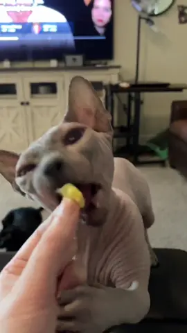 If I have eggs, Neytiri has eggs 🍳 #sphynx #hairlesscat #asmr