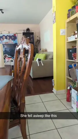 Why she like this 🤣🤣 #catsoftiktok #cat #eppy #fastandfurious 