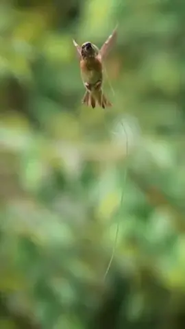 തോന്നുമ്പോൾ വന്നു മിണ്ടുകയും  തോന്നുമ്പോൾ മിണ്ടാതിരിക്കുകയും  ചെയ്യുന്ന ചിലരുണ്ട് .. അവരുടെ മൂഡിനനുസരിച്ച്  നമ്മുടെ സ്വഭാവം മാറ്റുന്നതിനേക്കാൾ  നല്ലതു അവരെ അവരുടെ  വഴിക്ക് വിടുന്നതാണ് ...!!! ശുഭദിനം🌹#കാലികംക്ഷണഭംഗുരംജീവിതം #peeliezhumveeshiva😍😍😍 #malayalamsong #nahrain #malayalamsong #goodmorningamerica #صبحكم_الله_بالخير #keralam 