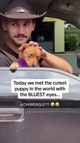 Have you ever heard of THIS dog breed? 🤔😭😭 #Pubity (@Asa Maass via @collab)