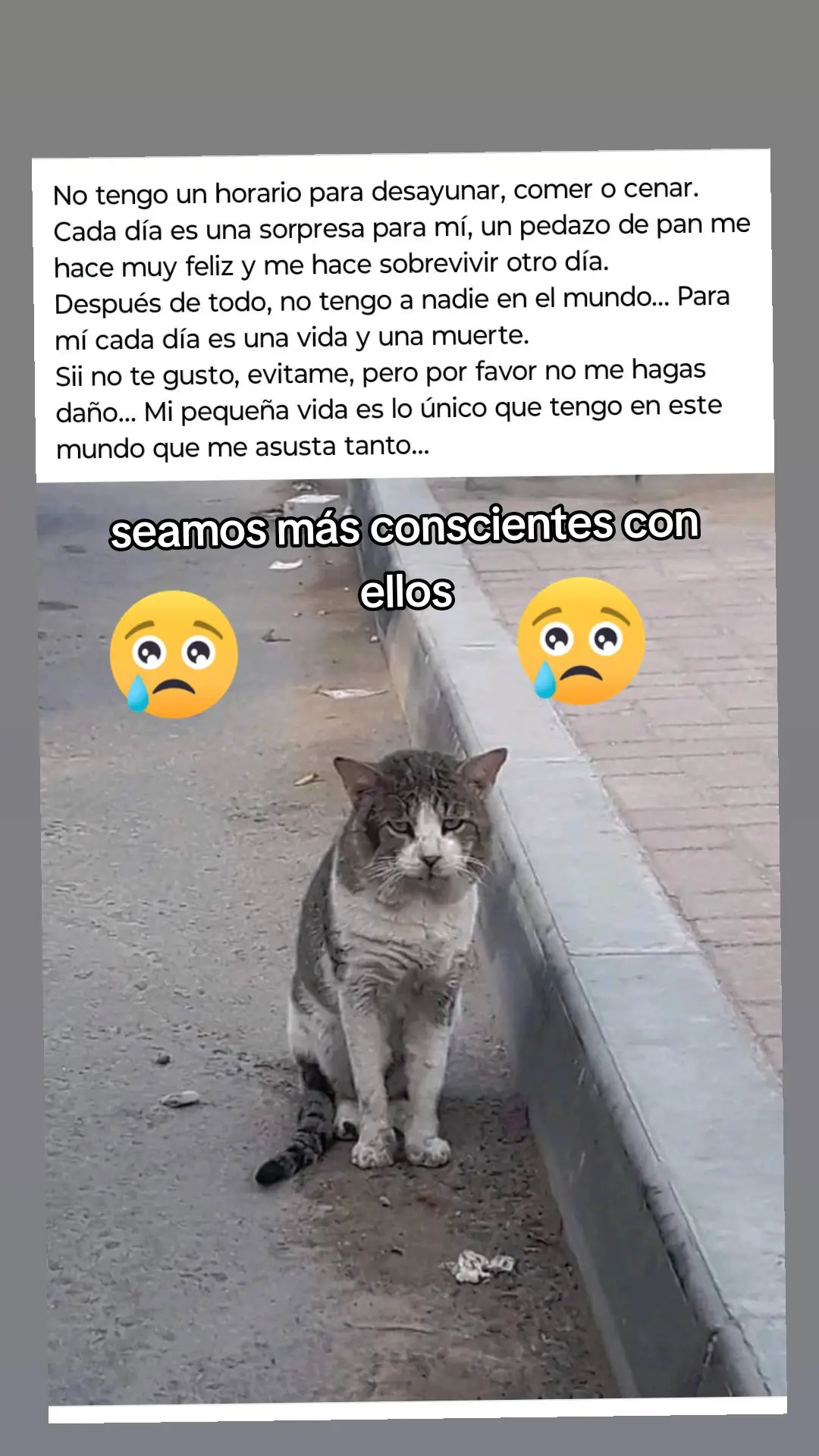 #unidossomosmasfuertes💕 #graciasporsuapoyo🥺❤️😔 #amoalosanimales❤️🐕🐈 #viraltiktok #foryoupage #tiktok 