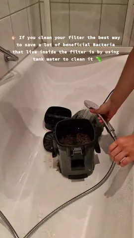 Yes, sometimes I clean my filter with tap water 🤯⤵️ full text  ___________________________________________ Cleaning your filter might be the most controversial topic amaong all the different aquarium enthusiasts 🔥 But why: 👉🏼 most people think there is only one good way  👉🏼 *There is not*  🔥The idea and reason behind is important!!!🔥 ___________________________________________ 👉🏼 If you clean your filter the best way to save a lot of beneficial Bacteria that live inside the filter is by using tank water to clean it 🦠 👉🏼 in my case the tanks are highly planted and everything could run without a filter, this is why I want my filter to help me get out a lot of dirt and keep the water crystal clear🔥 to get there I sometimes use (in my case very good) tap water and fastly ⏩ clean my filter media with lupe warm water 🤙🏼 👉🏼 to cold or to warm water will kill everything beneficial inside your filter, but if you don't mind some dying and having your filter clean tank warm water can be the go to🥰 (so there is nothing wrong in general if you clean your filter with tap water) ➡️ and keep in mind, some people have 2 filters on one tank as it's important for them to get left over food, dirt, ...etc out of the tank  ➡️ plus: nowadays you can add beneficial filter bacteria 🧫 by all those amazing different brands into your filter (like I always do) 🥰🔥 ___________________________________________ 👉🏼Hopefully we got this controversial topic explained now and can life happily together and enjoy this awesome hobby how it deserves it🔥🥰 #aquarium #aquascape #aquascaping #freshwateraquarium #aquariumfilter #aquariumfiltration #aquariumfiltercleaning 