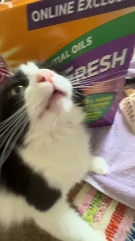 Every time you scratch the base of Truman’s tail he glitches #catsoftiktok #cattok #cats 