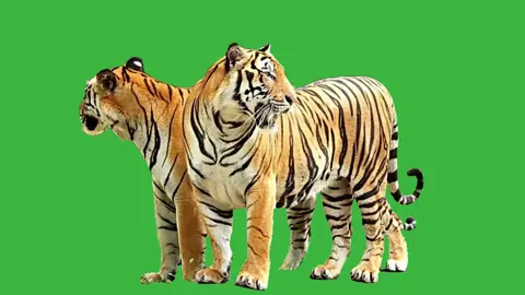 2 Big Tigers Safari Animals | Green Screen #greenscreen #greenscreenvideo #tigers #safari #bigcatsoftiktok #graphics