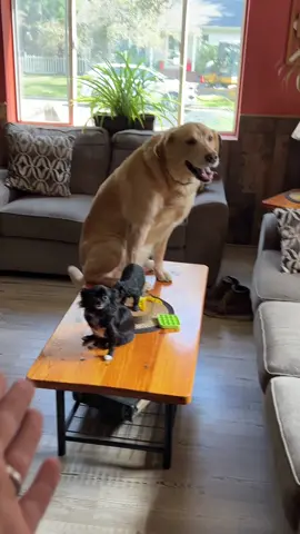 Table Dogos 😂❤️ #foryou #foryoupage #pets #dogs #tiktok #1jolly1 