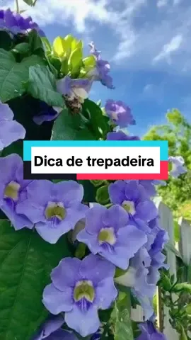 dica de trepadeira #jardim #tumbergia #trepadeira #plants 