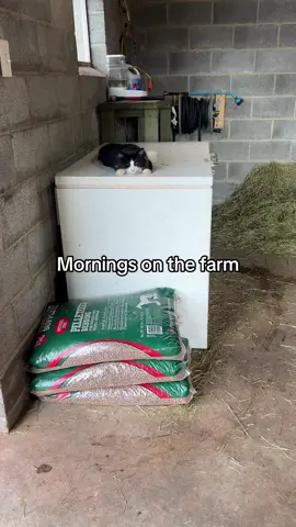 All these animals do is eat, sleep, and shit 😂 #lifeonthefarm #funnyfarm #farmanimals #minifarmlife #farmlife #morningroutine #DailyRoutine #barnchores #barnchoreswiththisgirl #barnlife #barncat #catsoftiktok #cattok #nigeriandwarfgoats #goatsoftiktok #kidgoats 