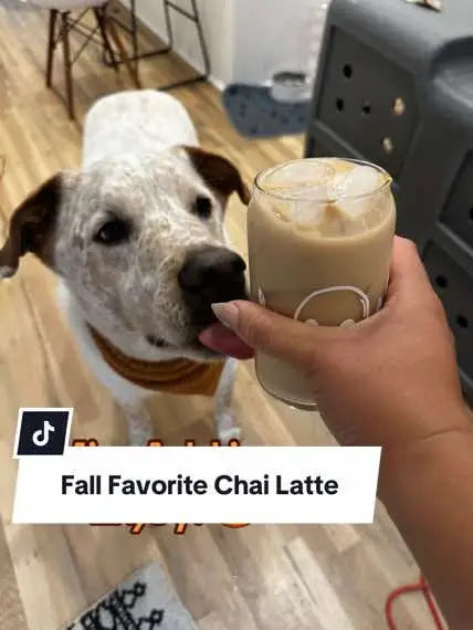 Fall Favorite Chai Latte 🧡 #chailatte #pumpkinchai #falldrinks #fallrecipe #imadethisforyou 