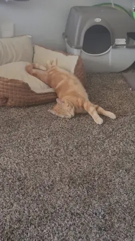 Tabitha is so sleepy. #kittycat #kitten #catsoftiktok #catsleep #catsleepingpositions 