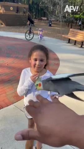 Spoke a *bit* too soon 🦜 #afv #bird #fail 