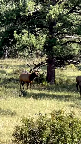 SOB/KJ is back!!! Son of Bruno, aka Kahuna Junior made his first appearance of the rut. It sure took him a long time to appear but I’m glad to see he made it and has some giant whale tails.   www.GoodBullGuided.com  #Elk #wildlife #nature #photography #colorado 