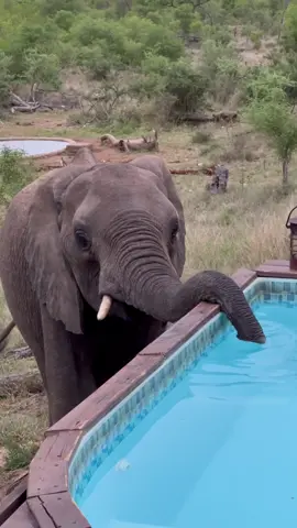 Sound on 🔊 for the slurping noise of this elephant drinking from the lodge's pool...  #elephant #isambanecamp #safari #southafrica #bigfive #wildlife #graterkruger #krugernationalpark #nature 