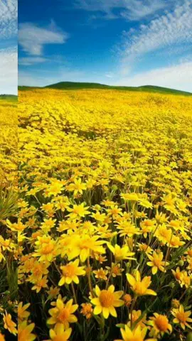 #እንቁጣጣሽ #ኢትዮጵያ_ለዘለዓለም_ትኑር🇪🇹🇪🇹🇪🇹 #ethiopian_music #ሀበሻ🇪🇹🇪🇹🇪🇹tiktok #ethiopianmusic #ግጥም_በግጥም #አምላክ_ኢትዮጵያን_እና_ህዝቦቾን_ይባርክ #ፍቅር➻ብቻ🖇ፍቅር➻ብቻ❤🥀🔐 #ሀበሻ🇪🇹🇪🇹🇪🇹tiktok #habeshatiktok #እንቁጣጣሽ🌻🌻🌻🌻🌻🌻🌻 