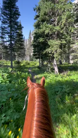 Same trail, different ears ❤️ Cannot say how good it feels to be able to see these trails through both sets of ears. I also love seeing just how much the trails change with the seasons - there was 6 weeks between these two clips. Fall is here! #fall #trot #montana #glaciernationalpark #equineasmr #asmr #reddeadredemption2 #backcountry #greengoldandblues 