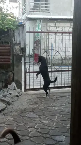 A clever pup opens the gate 🐕😇🔓 #Dogs  #Smart  #Cute  #ViralHog