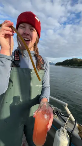 On a scale of 1 to fifty bajillion: how satisfying is this? #asmr #kelp #alaska #seaweed #sustainable 