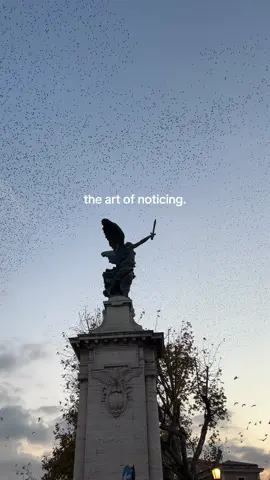 I think I’m late to the trend- #theartofnoticing #fyp #starlingmurmuration 