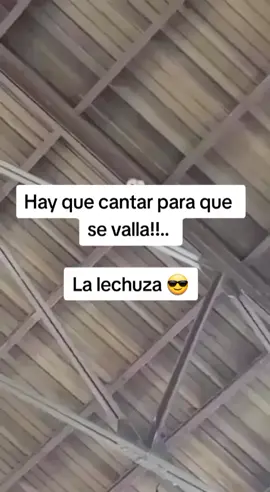 Lechuza bailando en la iglesia 🤣🤣🤣 #lechuza #iglesia #baile #bailes #jesussantos872 #feliz #viralvideo #tendencia #viraltiktok #viral #parati #fypシ #sinmiedo 