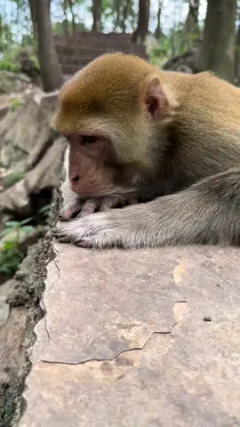 In a bad mood#monkey #animalworld #pet#fyp