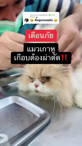 ตอบกลับ @💚 Pink Wang 🐢  แมวเกาหู อย่าปล่อยไว้น้าา อันตรายมากๆ รีบรักษาก่อนสายเกินไป 😿🥺 #ไรหูแมว #ทาสแมว #โรงแรมแมวพิษณุโลก #wakakimi 