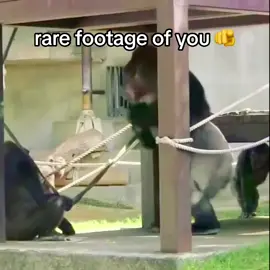 share this with ur friends 💀🐒 #gorilla #rarefootage #sendthistoafriend #watchout #fyp #viral #1millionviews #monkey #🐒 #2000follower 
