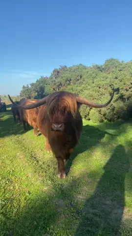 #Winston, #Piper and #Ruby are on their way trip back to join the other rest of the highlands! #highlands #highlandcows #bighorns #cows #farmlife #farming 