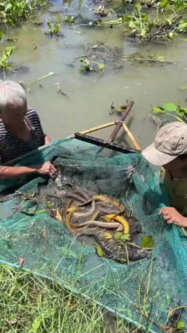 Unbelievable fishing technique with an unique survival skills 😱 #fishing 