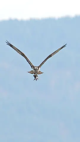 Watching ospreys haul salmon from the water is nothing short of amazing. Not only are these fish large and weighty but they are toothy as well. If the Osprey doesn’t manage to grab the fish by the head the salmon defends itself by gnashing its gnarly teeth in hopes of being dropped.  In this case the osprey’s talons kept the salmon’s head at bay. Glad I’m not a fish. 