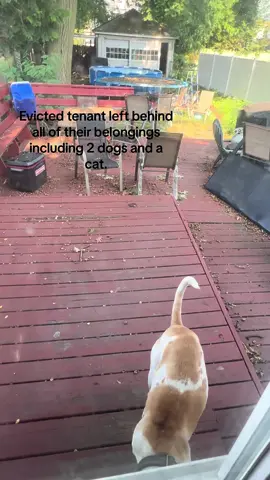 Walked in this property not knowing i was going to leave heart broken. #evictedrenters #evicted #petsleftbehind 