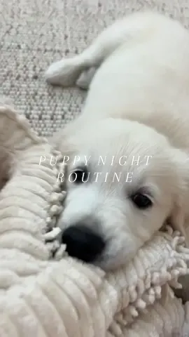 murphys night routine☁️🤍🐾✨ hes SO SMART🥹😭 #newpuppy #puppy #puppyroutine #asmr #goldenretrieverpuppy #englishcreamgoldenretriever #nightroutine #aesthetic 