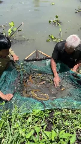 Amazing eel trapping technique with an unique survival skills 🤩 #fishing 
