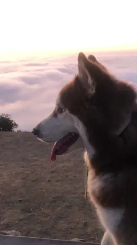 He loves a good sunrise #fasatok #dog #husky #dogsoftiktok 