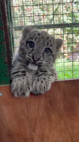 Snow leopard cub cuteness! Look at those eyes! 😍 You can help name our snow leopard cubs! 👉 Click the link in the bio to vote! #snowleopard #cubs #babyanimals #snowleopardcubs #bigcats #baby #bigcatsoftiktok #cats #catsoftiktok #cutecats #animalnoises #cute #bigeyes