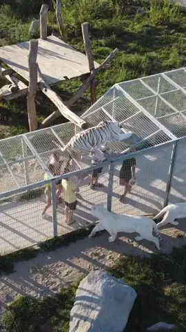 En el zoo experimentando desde la jaula. #jaula #zoo #tigres #albino #zootiger 
