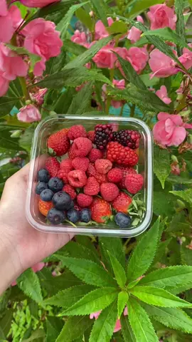 MIX BERRY FRESH  (Isi = strawberry, blueberry, blackberry, raspberry) #strawberrybalikpapan #berrybalikpapan #balikpapan #balikpapancity #balikpapantiktok #balikpapances #balikpapanstory #balikpapanku #balikpapancity😘🥰😇 #buahbalikpapan #buahberry #strawberries🍓 #raspberrybalikpapan #blueberrybalikpapan #blackberrybalikpapan #berryfreshbalikpapan #strawberrysamarinda #fypシ #mochiviral #mochistrawberry #fyp 