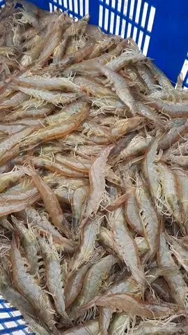 udang vaname di Lampung. semoga lancar. #udangvaname #lampumgselatan #lampung #banggabuatanindonesia #arinaldjunaidi #gubernurlampung #lampunghits