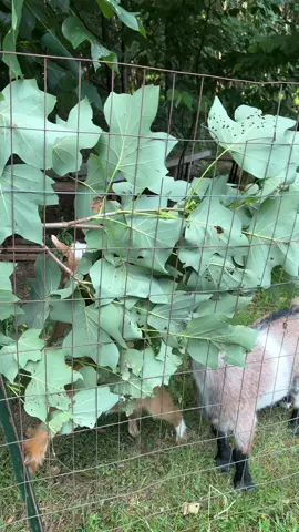 Goats doing what goats do best #nigeriandwarfgoats #nigeriandwarfgoatsoftiktok #kidgoat #farmanimals #farmanimalsoftiktok #goatsoftiktok #goatscaping #goatsareawesome #fy #animalsoftiktok #funnyfarm #minifarmlife #asmrtiktoks 