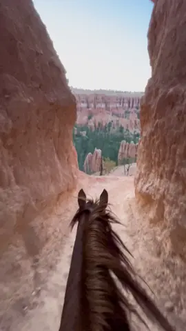 Thelm is feeling a ton better - not long now until we’re back to seeing views between those orange ears! In the meantime here’s a clip from one of my favorite ever rides together earlier this summer 🥰 #utah #brycecanyon #bridleless #equineasmr #asmr #reddeadredemption2 #horse #nationalpark #lifebetweentheears #horseriding #redmare #greengoldandblues 