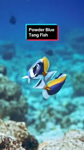 Who says fish can’t dance? 🐟 #PowderBlueTangFish #Underwater #MarineLife