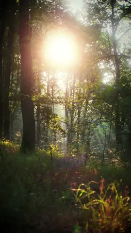 How could you not love morning walks in the forest where, fortunately for me, there was a bit of fog.  In some places the forest has changed beyond recognition 💚 #forest #divineforest #forestwalk #nature #lovenature 