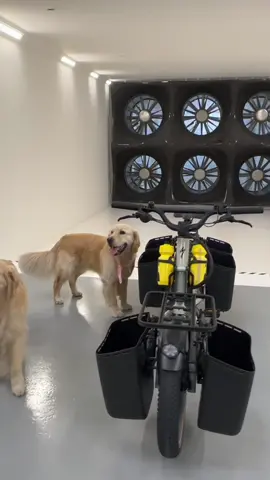 🚨 GOOD BOY ALERT 🚨Benson & Phil had a big day at #specialized HQ for their photoshoot with the Globe Haul LT 🐶🎾⚡️ #haulLT #globebikes #specialized #dogsoftiktok #cute 