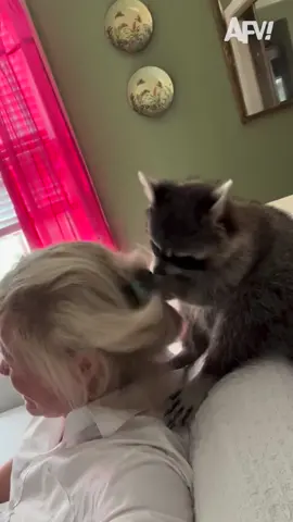 It’s like Ratatouille, except he’s a raccoon. And a hairdresser. 🦝 #afv #raccoon #animals 