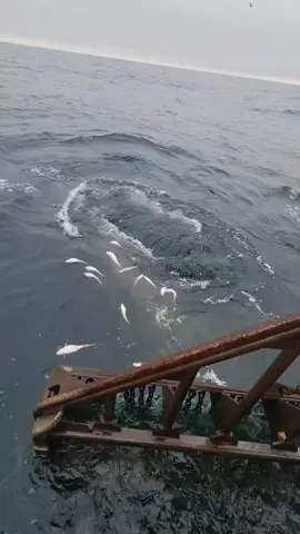 TUNA ATTACK!! #FISHTOK #FISHING #TUNA #FYP #fypシ #FORYOU #FORYOURPAGE #viral #VIRALFISHING 