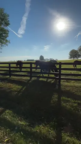 The drive to the house > Theres nothing like the lish green rolling hills of Kentucky’s horse country. #lexingtonky #kentuckyairbnb #bluegrassstate #kentuckyrentals #lexingtonrental #kentucky #kyairbnb #vacationrental #airbnb #vrbo #visitlexington 