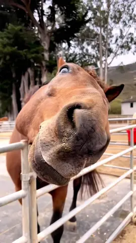Hi#cuteanimals #fyp #horses #funnyanimals 