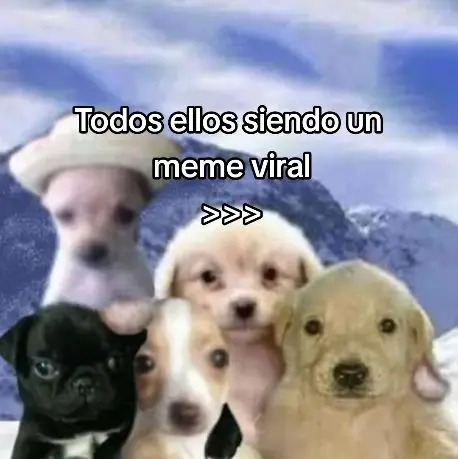 el nuevo meme del MOMENTO!, perrito fino con suéter 🧐🍷