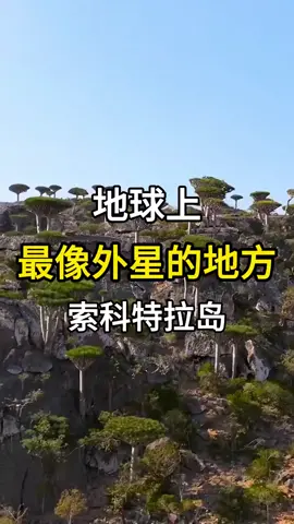 地球上最像外星的地方，索科特拉岛。#旅行推荐官 #旅行大玩家 #旅游攻略 #索科特拉岛 #索科特拉岛龙血树