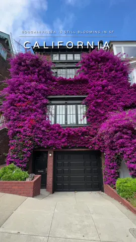 The Bougainvillea Building is a charming structure covered in colorful bougainvillea vines, creating a visual contrast with its white exterior. It typically blooms every summer, and this year it seems to be blooming relatively late. This is how it looked four days ago. #california #californiaadventure #californiadreaming #calilife #sanfrancisco #sfbuilding #bougainvillea #flowers #flower 