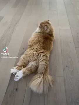 Friday night mood #catsoftiktok #cat #kittensoftiktok #catslovers #animals #cattok #cute #cats 